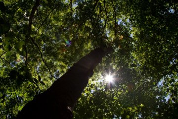 <p>The walk around the lake offers great shade and makes you stay cool</p>