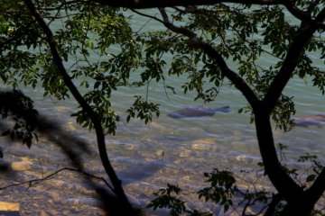 <p>Lots of fish in the crystal clear water</p>