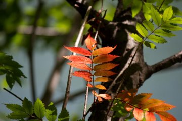 <p>Autumn colors already?</p>