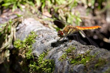 <p>It's also time for dragonflies</p>