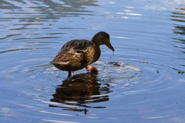 <p>Ducks enjoying the reasonable temperatures</p>