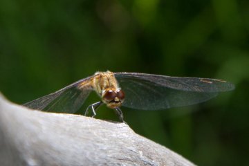 Dragonflies as travel companion