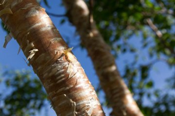 Lots of birch trees with orange bark