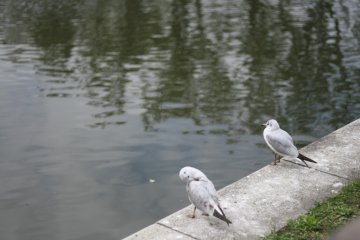 <p>Rumah bagi burung-burung</p>