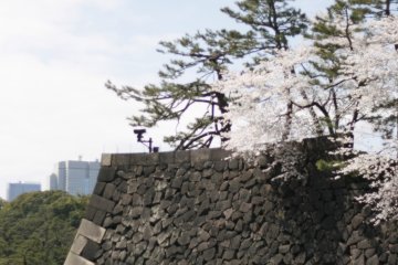 <p>Sakura bermekaran di musim semi</p>