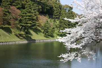 <p>Sakura dan parit</p>