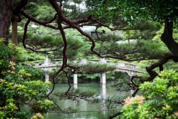 <p>Enchanted pond</p>