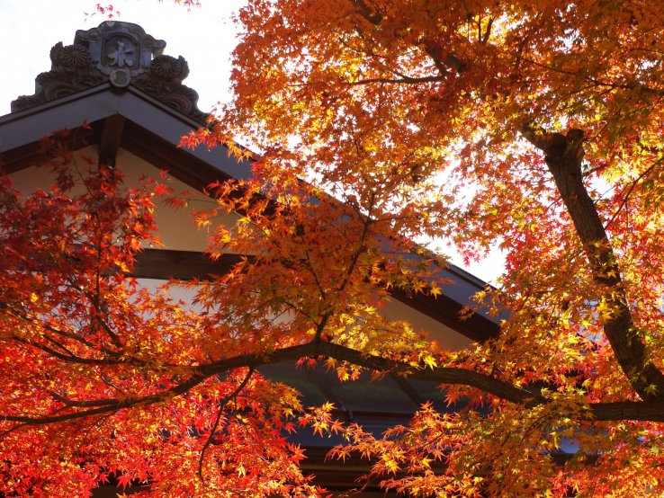 A glorious maple tree next to one of the old inns