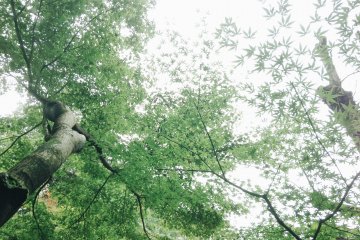 <p>The maple trees on the garden.</p>