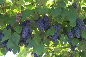 Some of the grapes ready for picking &nbsp;