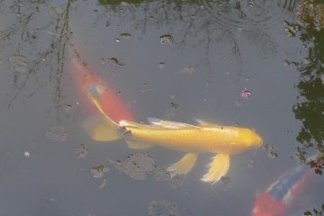 <p>bahkan ada jenis ikan mas spesial yang diternakkan di sini, sesuai permintaan seorang Jenderal berabad-abad yang lalu.</p>
