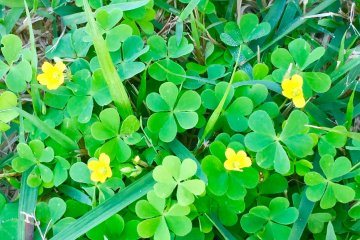 <p>Shamrock dan clover berdaun empat di tanah.</p>