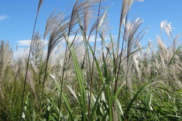 <p>Pampas grass is a sure sign of autumn in rural Japan</p>
