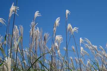 <p>The grass tends to grow in wild fields in the countryside or wherever the land has been untouched</p>