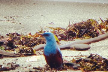 Blue Rock Thrush searching through the seaweed