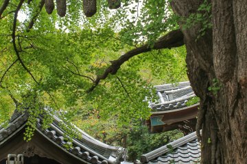 <p>Pohon gingko tertua di Tokyo</p>