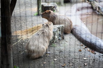 <p>Capybaras</p>