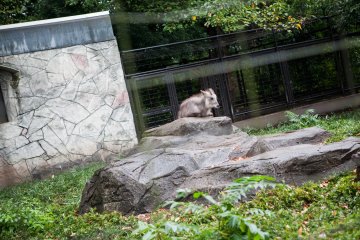 <p>Japanese Serow</p>