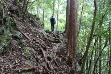 <p>Sometimes the trail required scambling over tree roots</p>