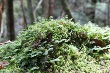 <p>Moss on the rocks mirrored the forest above</p>