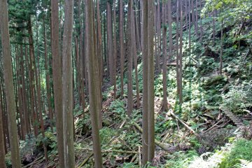 <p>Ferns and dappled light in the cedar plantation</p>