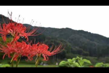 Spider Lilies at Asakura Ruins