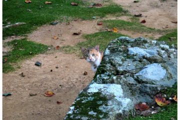 Chikurinji cat