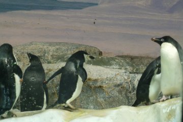 <p>Chilling with the penguin</p>
