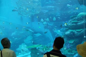 <p>Gazing at another world</p>
