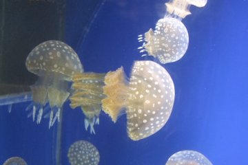 <p>Floating with the jellyfish</p>

