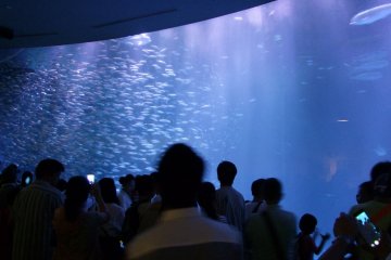 <p>Fish tornado</p>
