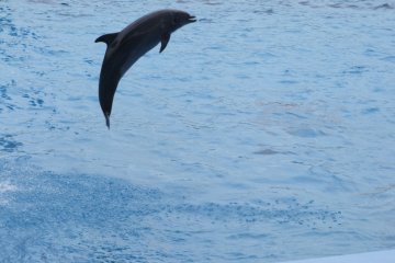 <p>Jump!</p>
