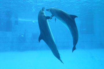 <p>Swimming with a friend</p>
