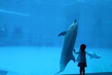 <p>Meeting a new friend</p>
