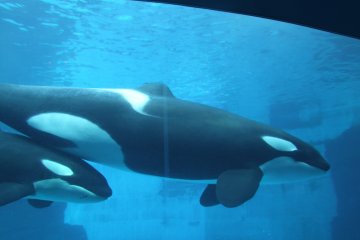 <p>Beautiful whales</p>
