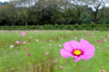 <p>Un cosmos rose solitaire au d&eacute;but d'un champ au parc de Kinchakuda</p>