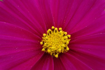 <p>Le pollen jaune contraste avec les p&eacute;tales roses fonc&eacute;s de la fleur</p>