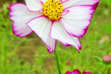 <p>Certaines de ses fleurs poss&egrave;dent une couleur unique</p>