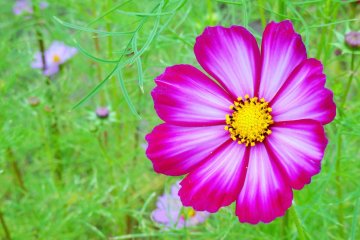 <p>Les fleurs &eacute;closent de fin Septembre jusqu'&agrave; mi-Octobre</p>