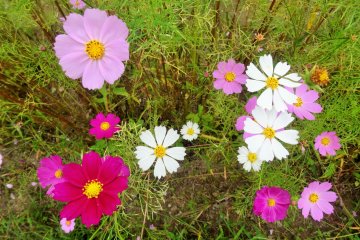 <p>Certains visiteurs ramassaient des cosmos pour ramener des bouquets chez eux</p>
