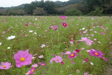 <p>Les cosmos couvrent environ un hectare de terrain au centre du parc de Kinchakuda</p>