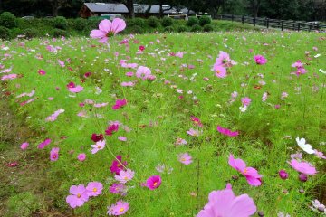 <p>Il y a un parking payant juste &agrave; c&ocirc;t&eacute; des fleurs et le parc accepte les animaux</p>