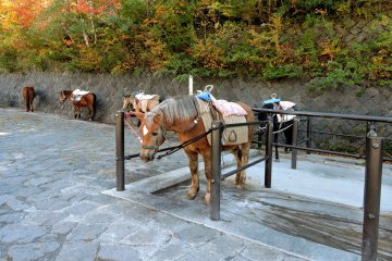 There were horses giving tourists rides along the trail