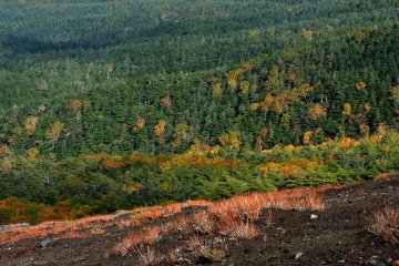 Evergreens mixed with deciduous tree make a beautiful texture