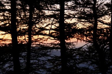 <p>A sunrise appears behind the trees</p>
