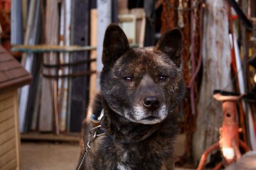 <p>Gon-chan, the other of the wolf dogs</p>