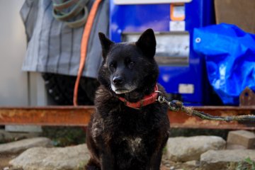 <p>Kako-chan, one of the wolf dogs</p>