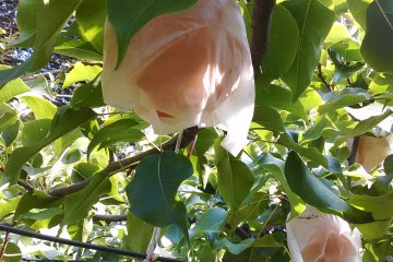 <p>Japanese pears covered in paper bags</p>