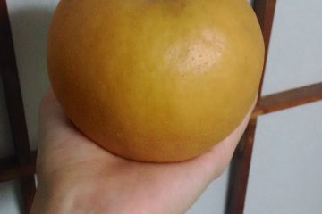 <p>One of the Japanese pears that I picked!</p>