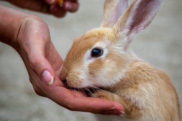 Les Lapins d'Okunoshima